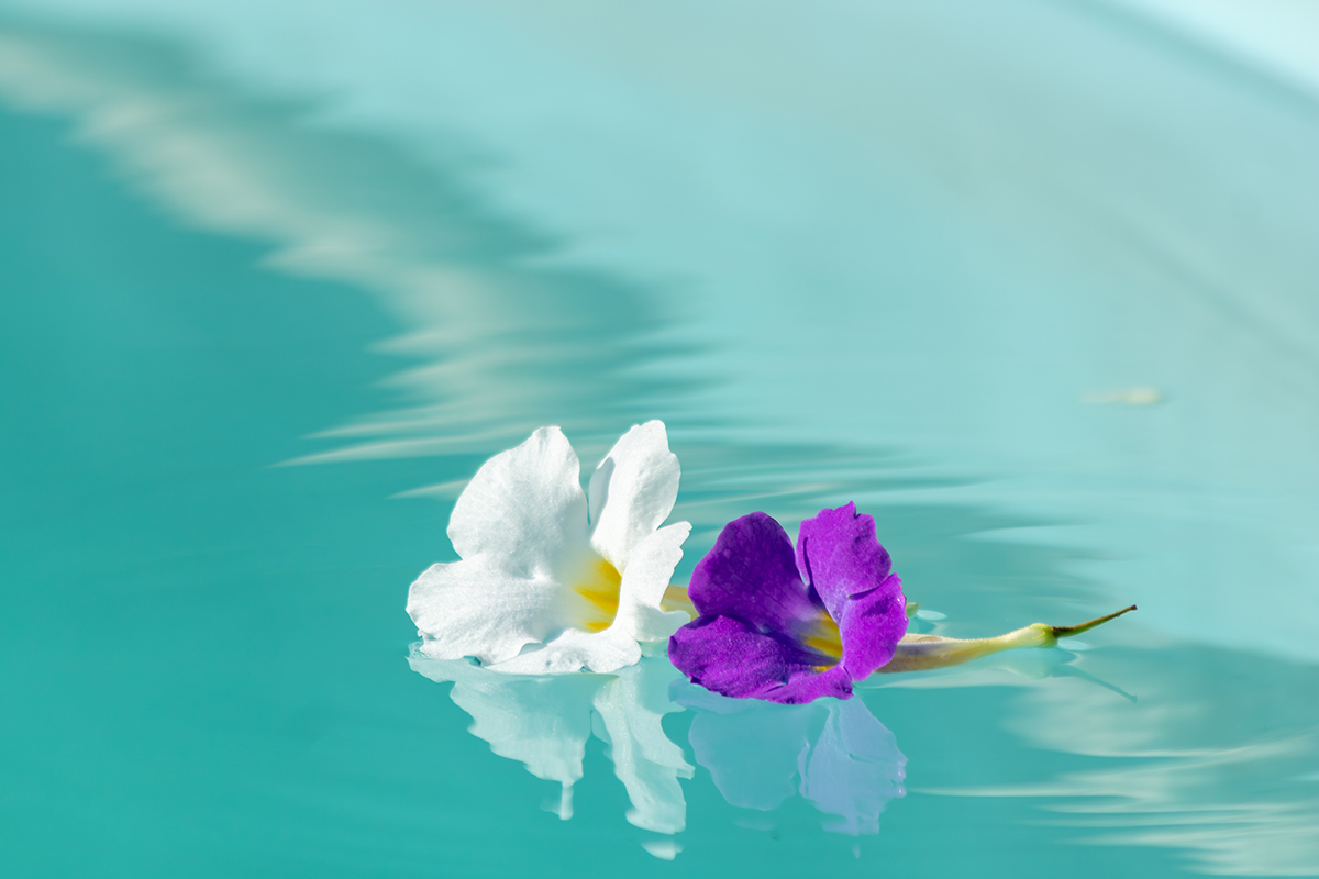 水に浮かぶ花